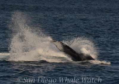 DSC 0165 1 scaled | San Diego Whale Watch 3