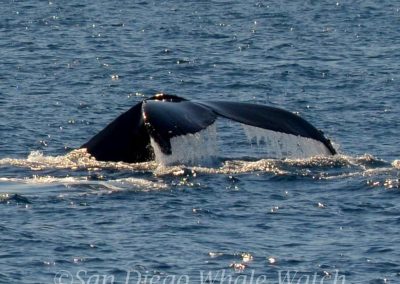 DSC 0256 1 | San Diego Whale Watch 5