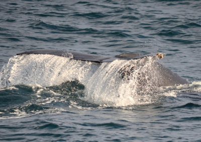 DSC 0446 1 scaled | San Diego Whale Watch 7