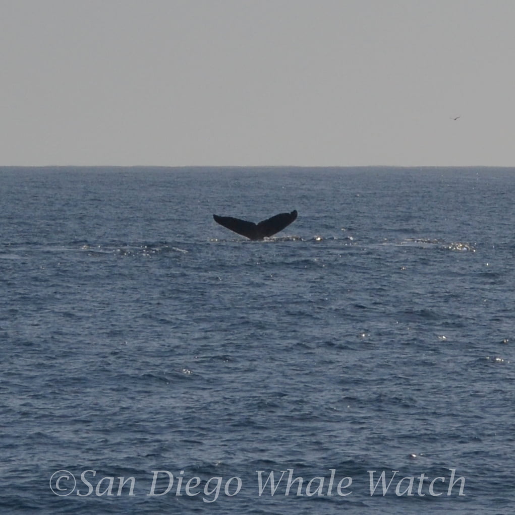DSC 0505 1 | San Diego Whale Watch 15