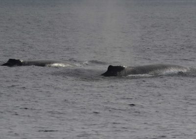 DSC 0700 1 scaled | San Diego Whale Watch 3