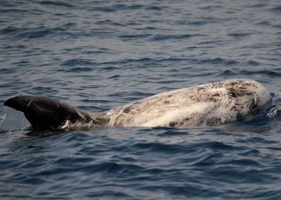 DSC 0850 1 scaled | San Diego Whale Watch 5