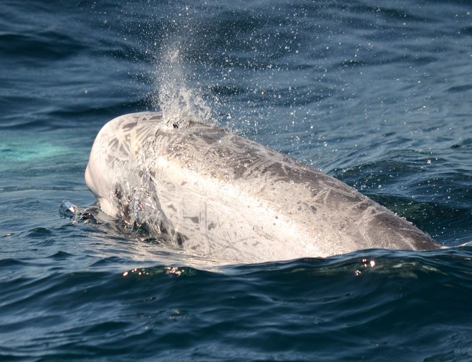 risso 1 | San Diego Whale Watch 1