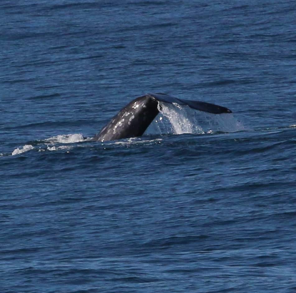 IMG 7283 1 | San Diego Whale Watch 3