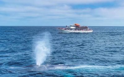 When Whale Watching gets Ugly: Ocean Conservation Driven by Watching Whales in a Plastic Filled Ocean