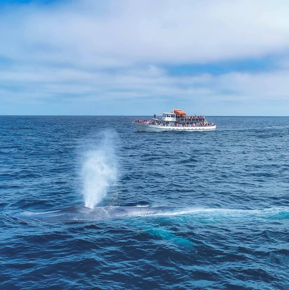 When Whale Watching gets Ugly: Ocean Conservation Driven by Watching Whales in a Plastic Filled Ocean