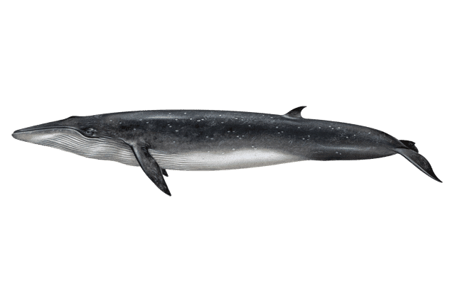 brydes whale 1 | San Diego Whale Watch 25