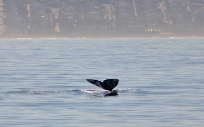 IMG 4933 2 scaled 1 | San Diego Whale Watch 9