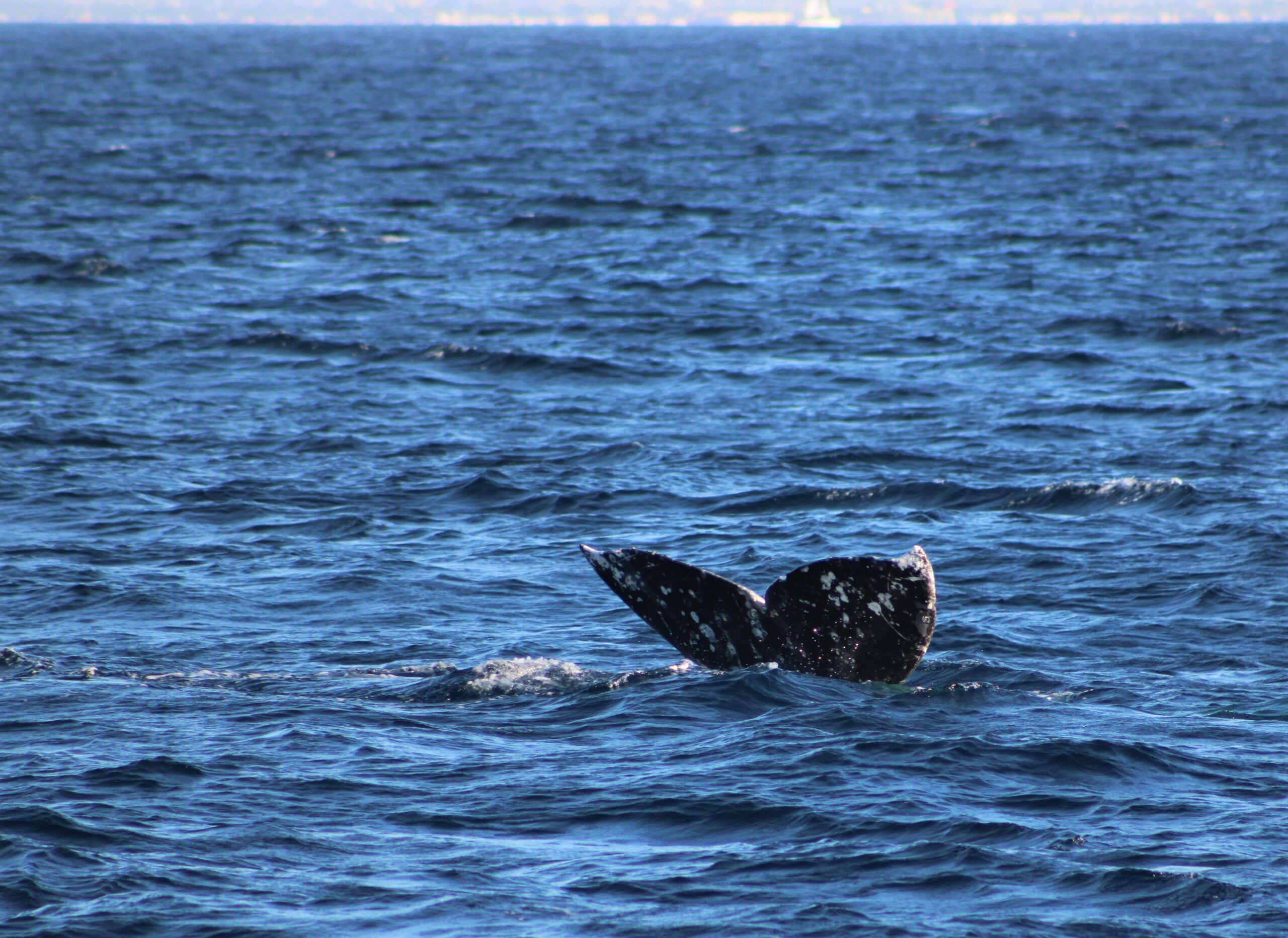 Best Place For Private Whale Watching Tour in San Diego