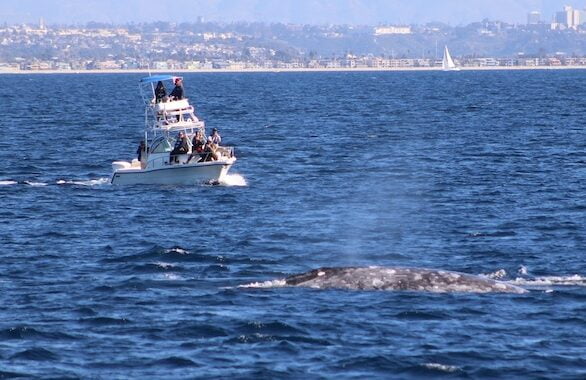 Best Place For Intimate Whale Watching in San Diego