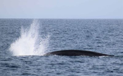 IMG 9720 2 scaled 1 | San Diego Whale Watch 2