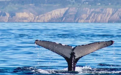 Whale Watching Tours In San Diego