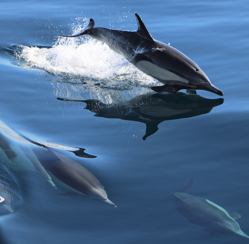 Common dolphin 3 | San Diego Whale Watch 3