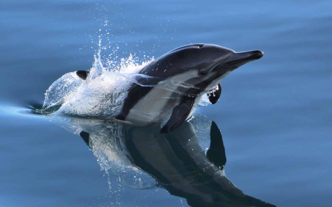 Get Up Close and Personal with San Diego’s Dolphins on a Guided Boat Tour