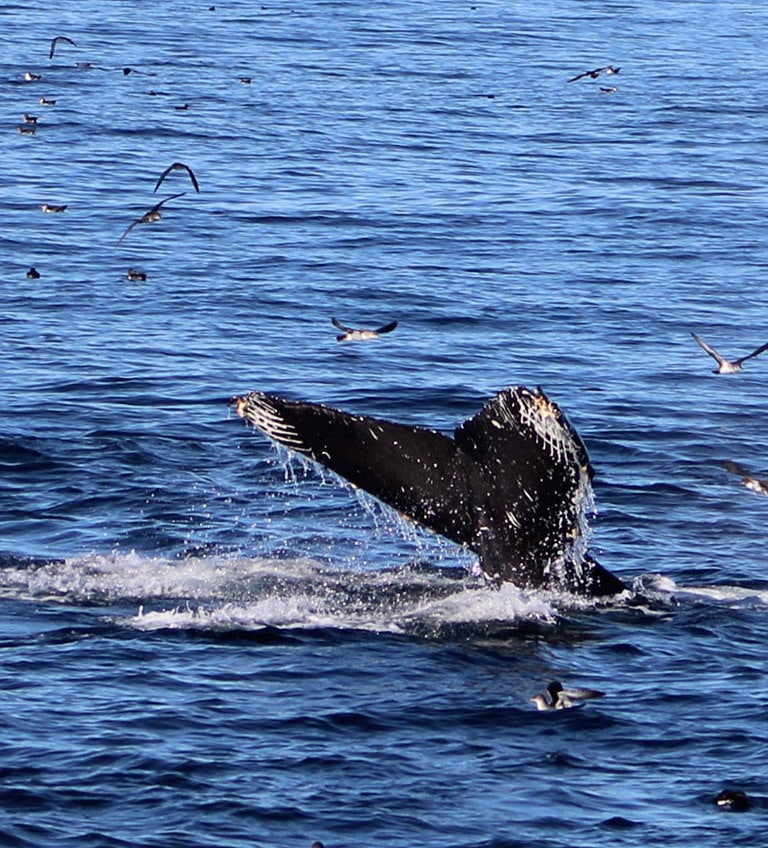 Humpback 3 1 | San Diego Whale Watch 2