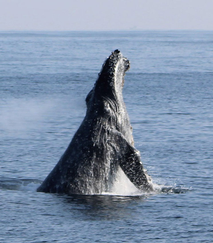 Humpback Ryan 1 1 | San Diego Whale Watch 2