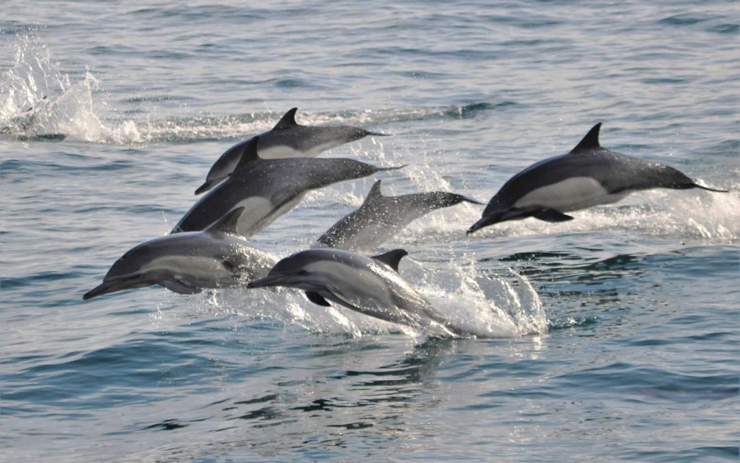 dolphin cruise san diego