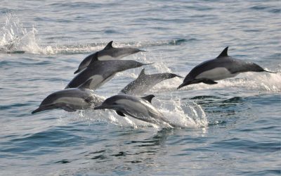What To Remember Before A Dolphin Cruise San Diego