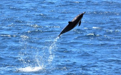 IMG 7321 2 scaled 1 | San Diego Whale Watch 12