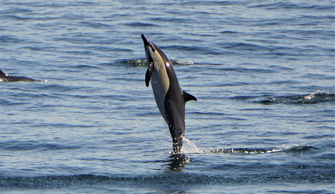 dolphin 1 | San Diego Whale Watch 2