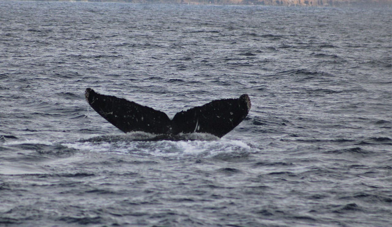 fluke 1 2 | San Diego Whale Watch 7