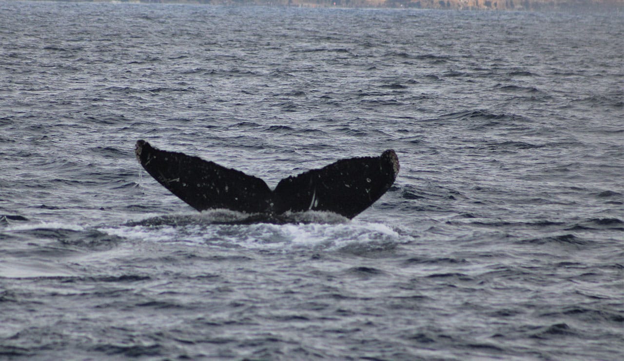 fluke 1 2 | San Diego Whale Watch 9