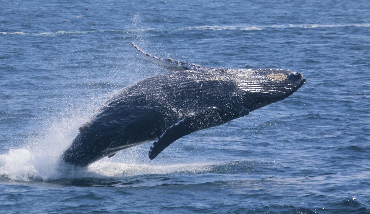 whale out 1 1 | San Diego Whale Watch 3