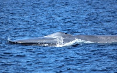 IMG 8951 2 scaled 1 | San Diego Whale Watch 17