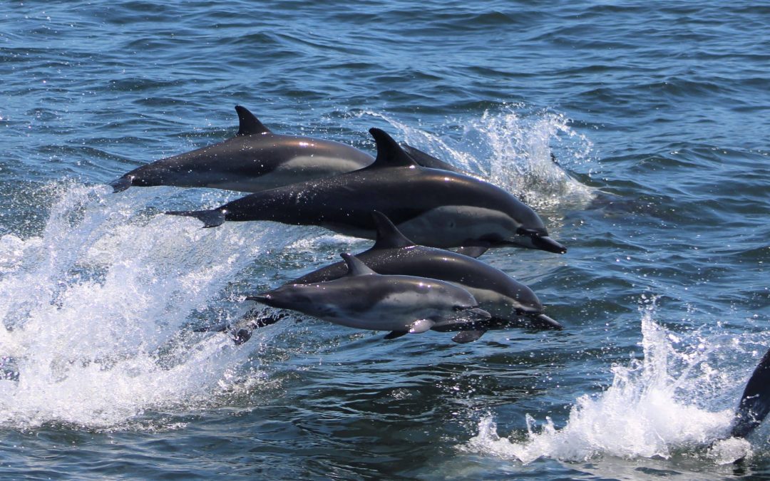 Best Time For Dolphin Watching San Diego