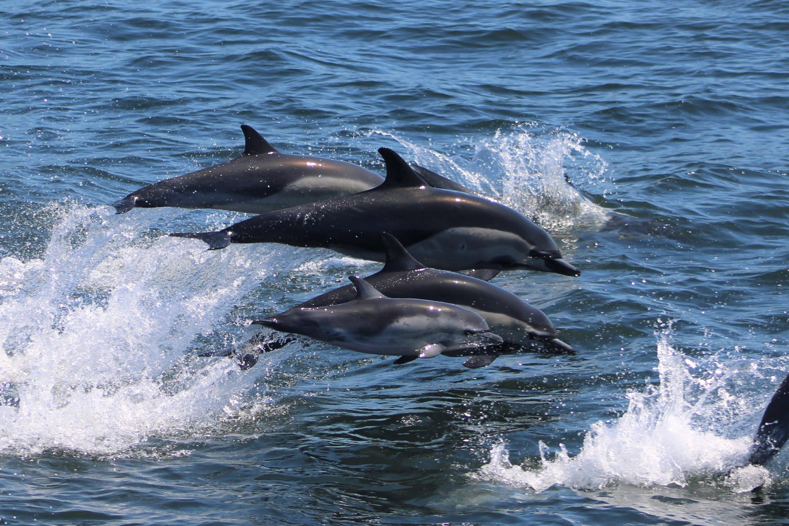dolphin watching san diego