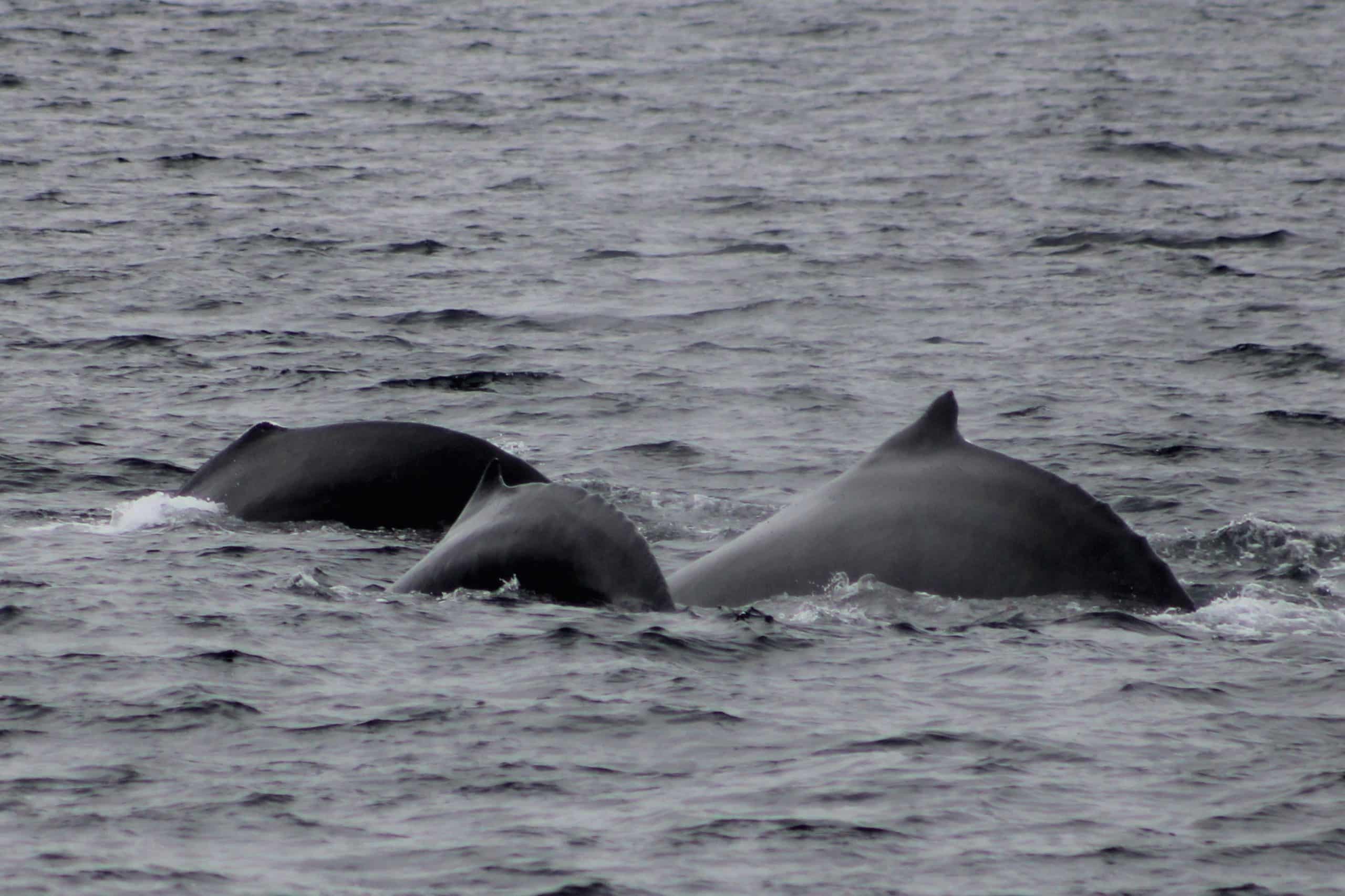 adventure whale watching san diego tours