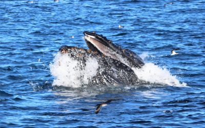 IMG 7521 2 scaled 1 | San Diego Whale Watch 8