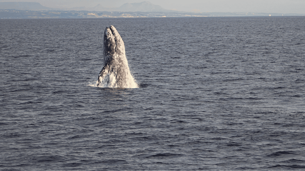 best time for whale watching in San Diego
