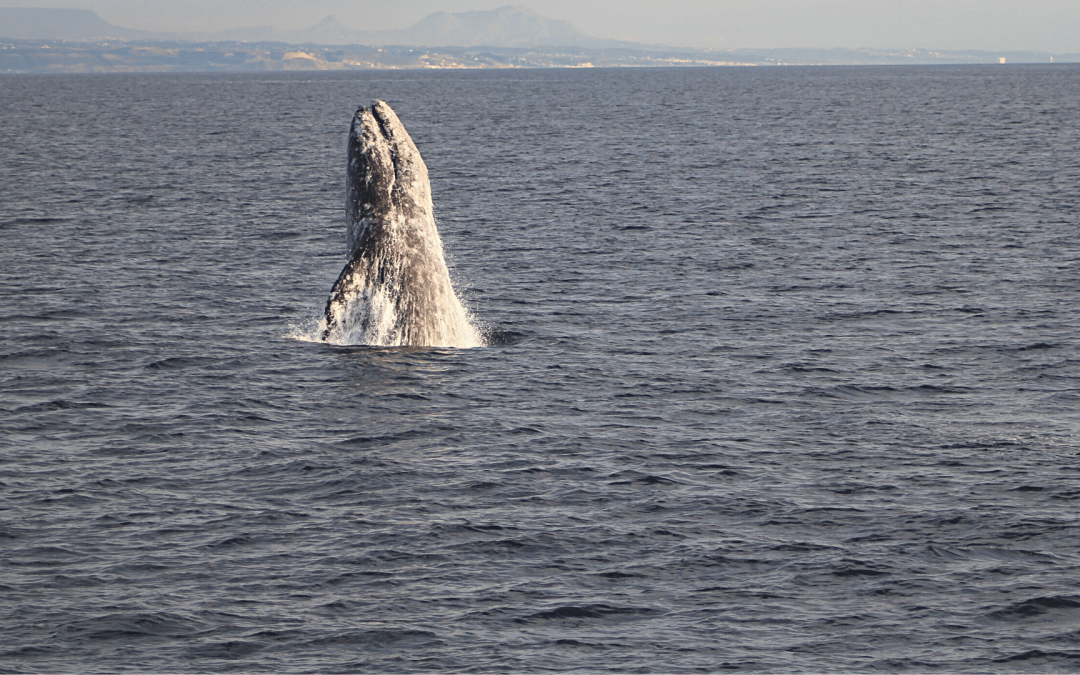 best time for whale watching in San Diego