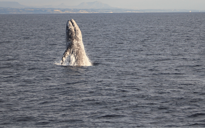 The Best Time for Whale Watching in San Diego: Seasonal Insights on Whale Watching Tours