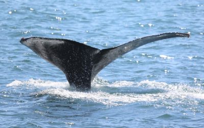 How To Choose A Whale Watching Tour Agency