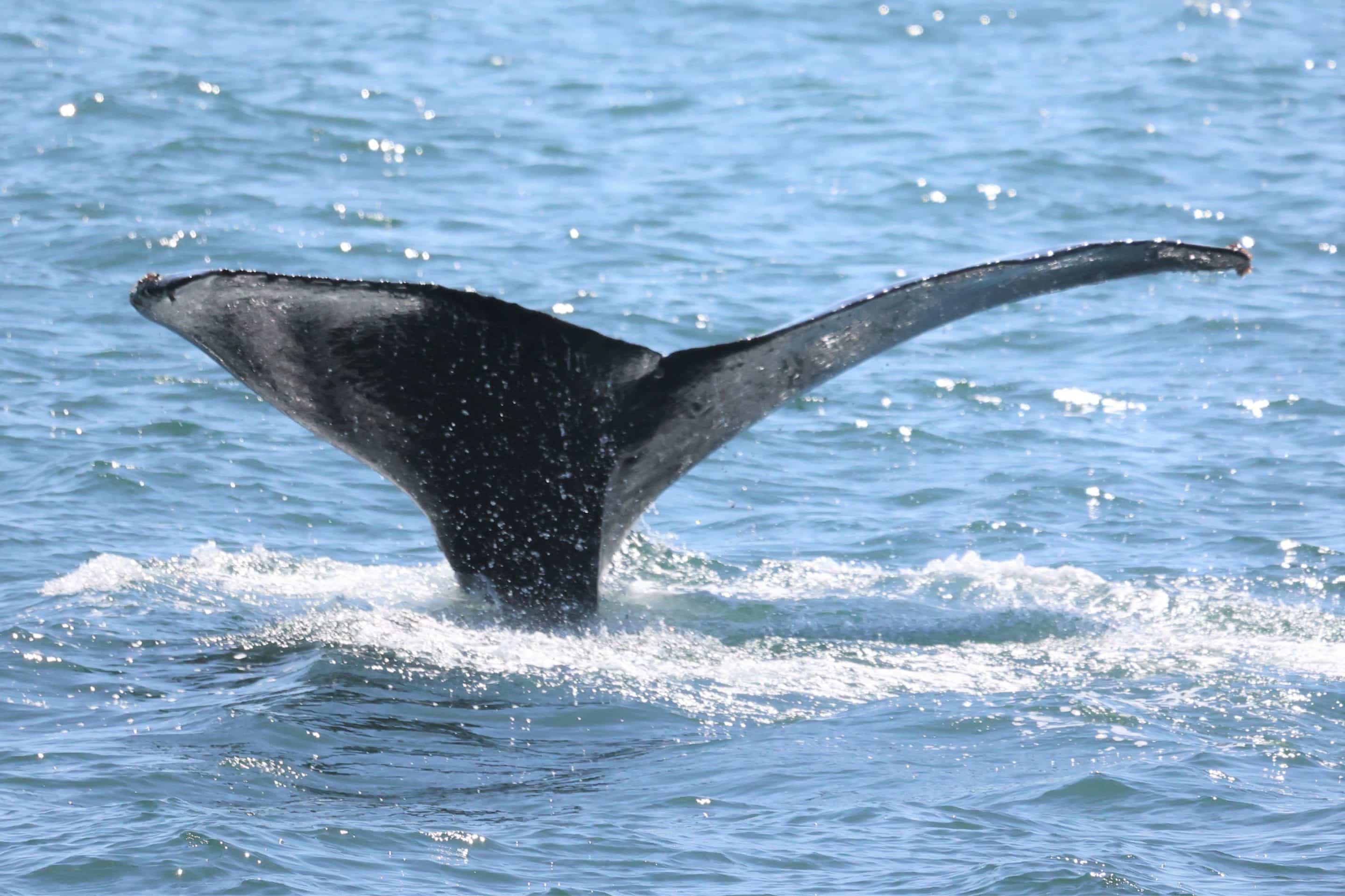 whale watching tour agency