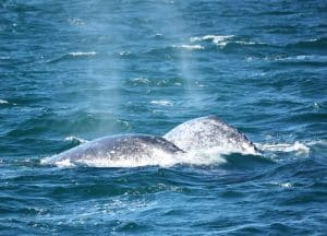 217A0214 2 | San Diego Whale Watch 7