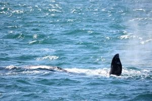 217A0268 2 | San Diego Whale Watch 9