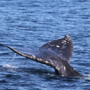 217A0421 2 | San Diego Whale Watch 1