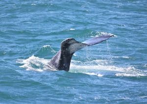 217A0546 2 | San Diego Whale Watch 11