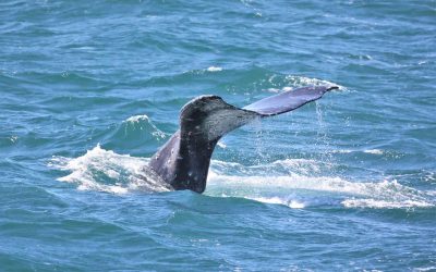 217A0546 2 scaled 1 | San Diego Whale Watch 14