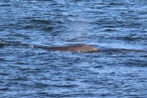 217A0812 2 | San Diego Whale Watch 7