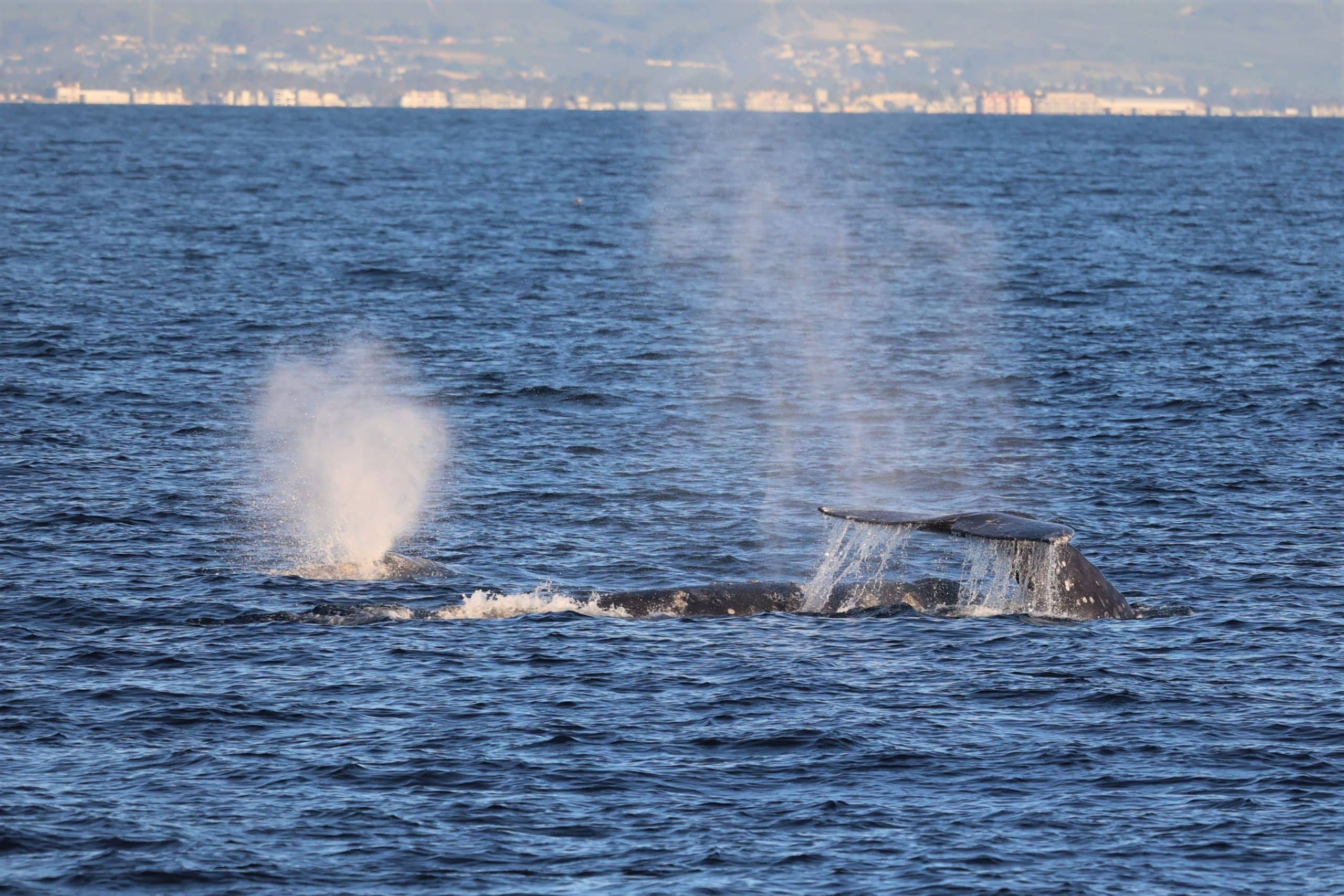 217A1691 2 scaled | San Diego Whale Watch 2
