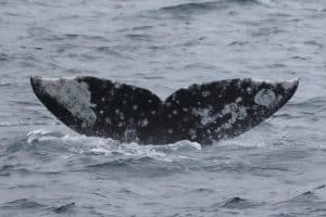 217A2214 2 | San Diego Whale Watch 3