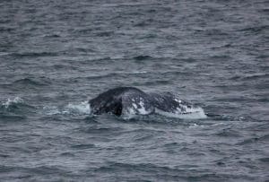 217A2765 2 | San Diego Whale Watch 7