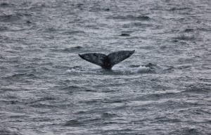 217A2976 2 | San Diego Whale Watch 1