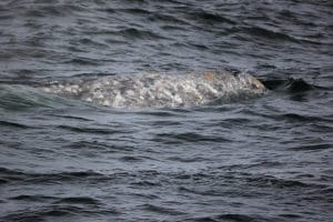 217A3426 2 | San Diego Whale Watch 7