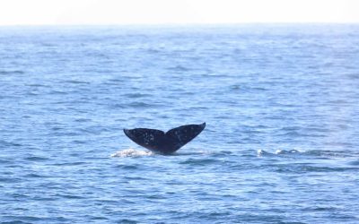 217A3711 2 scaled 1 | San Diego Whale Watch 12