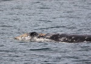 217A6021 2 | San Diego Whale Watch 7
